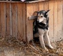 Что делать с бродячими собаками: на Сахалине обсудили радикальные меры