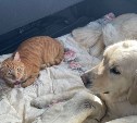 Покинувшая Сахалин семья через пять стран вывезла в Канаду кошку и собаку