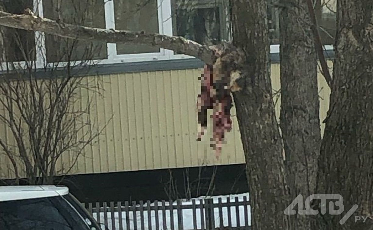 Мёртвого кота повесили на дереве в Южно-Сахалинске