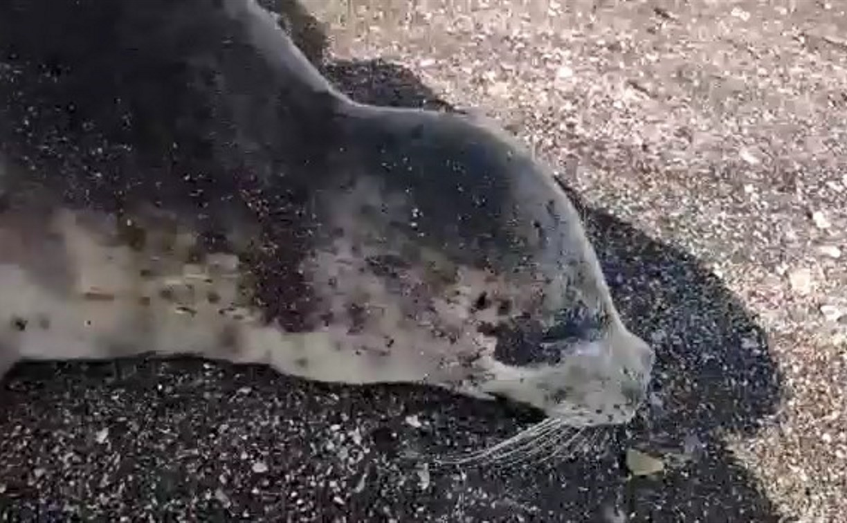Неизвестный расстрелял молодого тюленя во Взморье