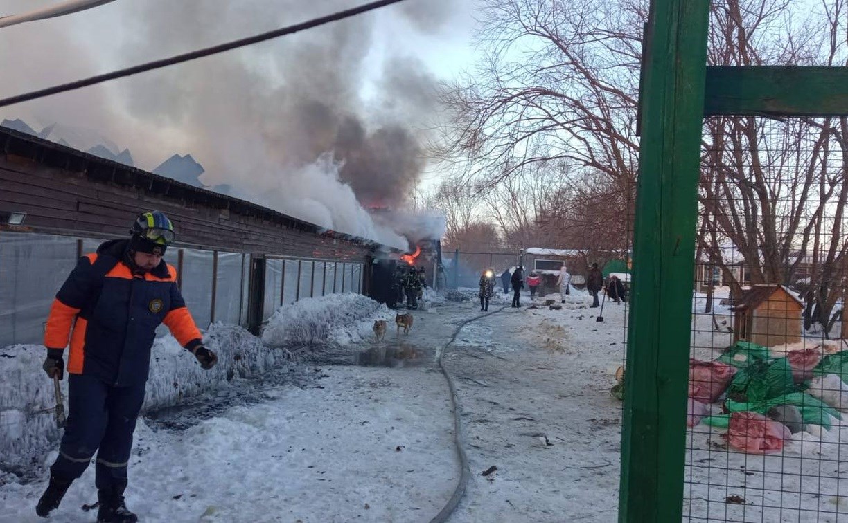 Около 200 собак и 300 кошек эвакуировали из горящих вольеров приюта "Пёс и кот" в Южно-Сахалинске