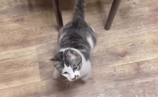 В Южно-Сахалинске пожарные приняли на службу усатого Винта, найденного под капотом грузовика