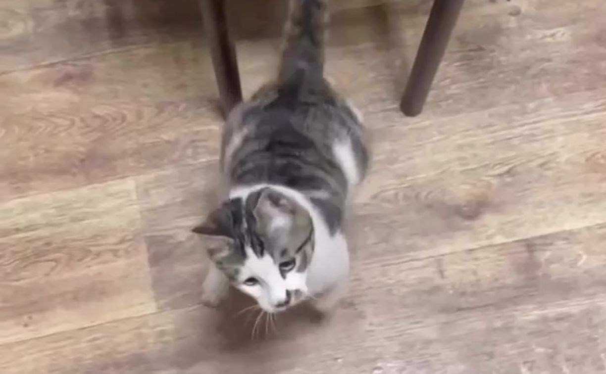 В Южно-Сахалинске пожарные приняли на службу усатого Винта, найденного под капотом грузовика