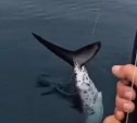 Косатки отгоняли акул от малышей у берегов Сахалина, а одна хищница попалась рыбаку на удочку