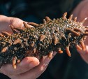 Сахалинцы незаконно выловили трепанга на 9,5 миллионов рублей