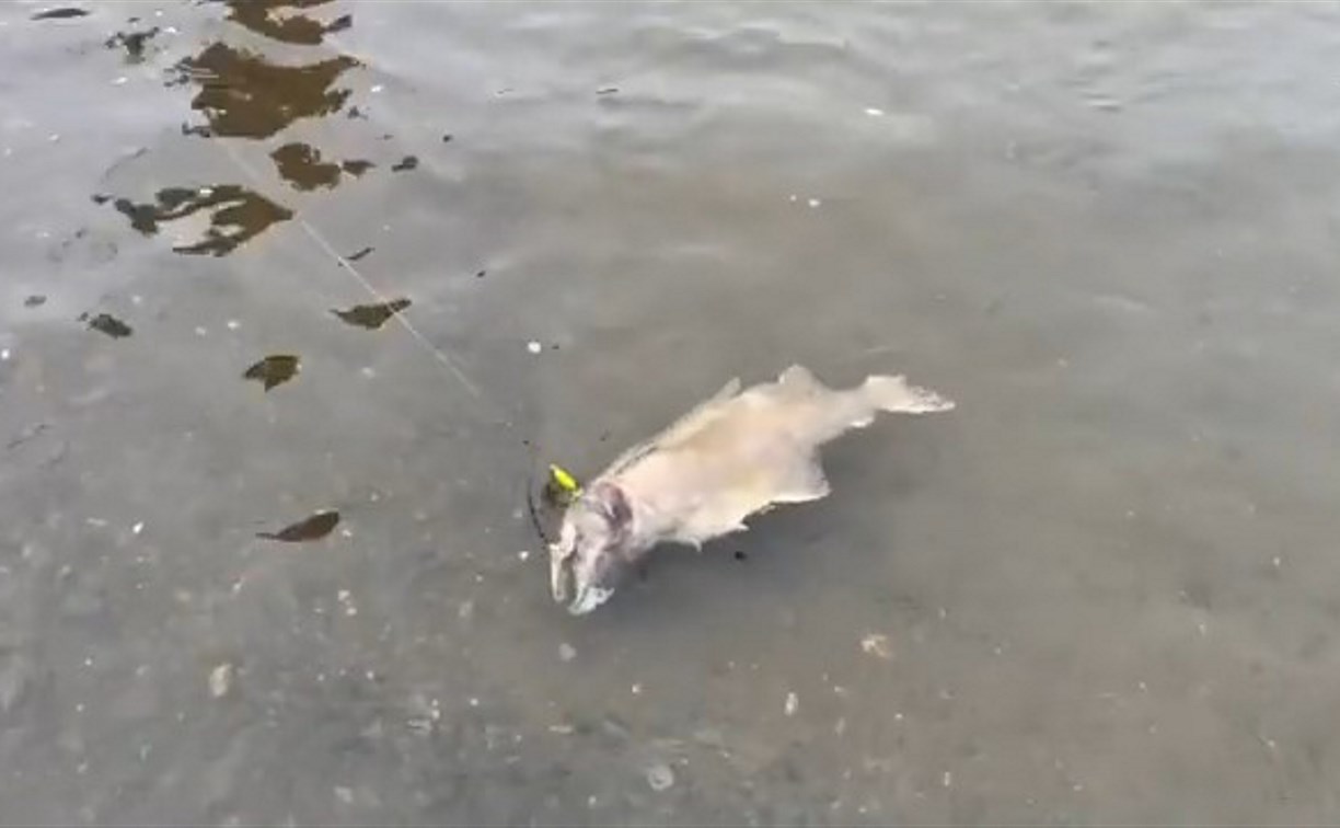 Мёртвый лосось начал "клевать" на Сахалине в сентябре