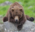 Медведь разломал теплицу в Холмском районе