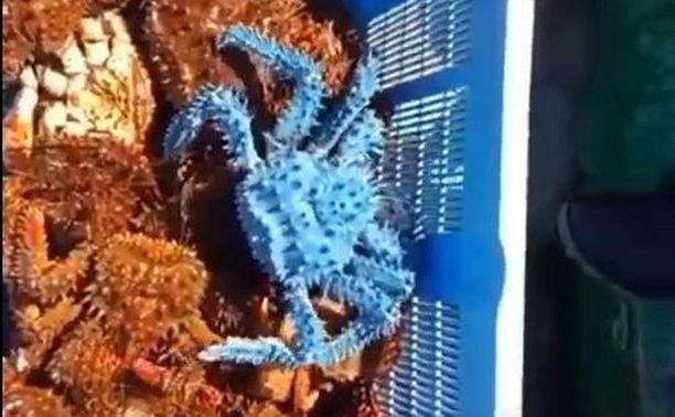 Голубой краб попался рыбакам на Курилах