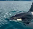 Огромная косатка подошла к лодке с людьми у берегов Сахалина и выпустила фонтан