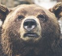 Медведица с медвежонком дважды наведались к совхозу "Южно-Сахалинский"