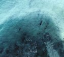 "Такое бывает раз в год": сахалинский фотограф снял с дрона необычное явление в море