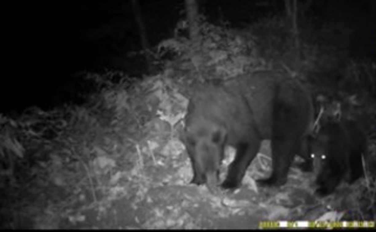 Фотоловушка на Сахалине сняла медвежье семейство за обедом