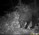 Фотоловушка на Сахалине сняла медвежье семейство за обедом