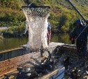 Сахалинские чиновники не разрешали артели вылавливать собственноручно выращенную рыбу