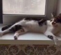Во Владивостоке неизвестный похитил кота, понимающего китайский язык