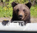 "Голодные, ужас": годовалые медвежата на трассе в районе Ногликов выпрашивают еду