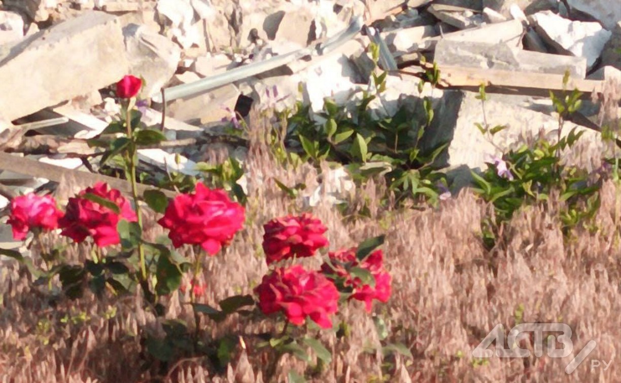 Роза, цветущая среди руин: последний взгляд на Донецк