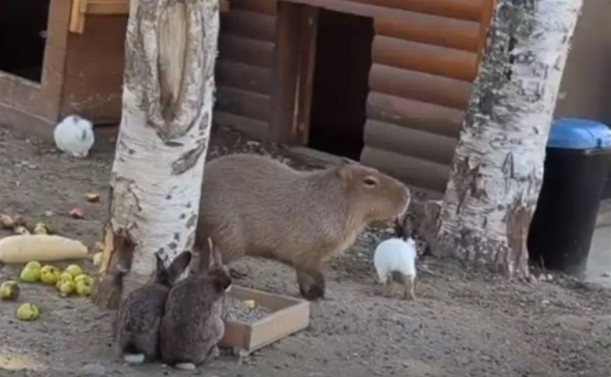 Капибара на Сахалине переехала к кроликам и попробовала местные кабачки