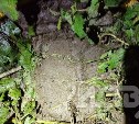 Ширина лапы - 15 см: медведь съел курицу и подавил цыплят у частного дома в Южно-Сахалинске