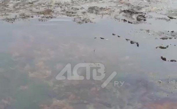 "Всё в соляре": сахалинцы сообщили о подозрительной плёнке на море в Невельске