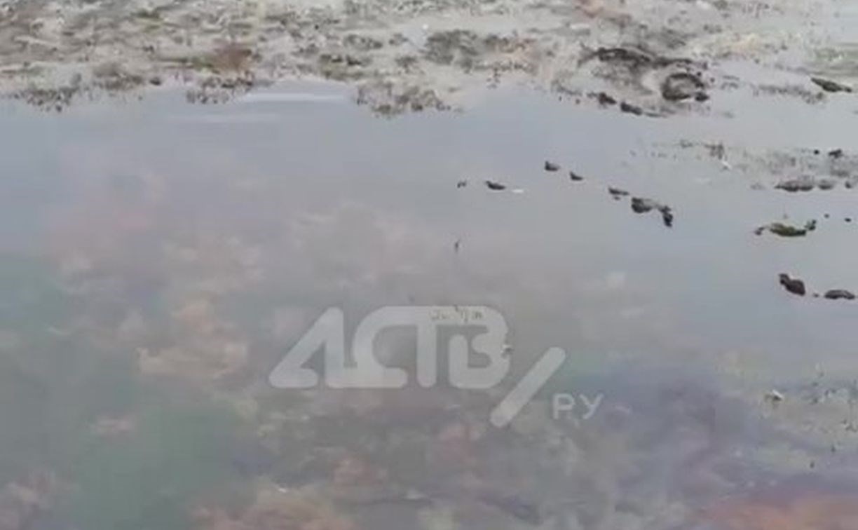 "Всё в соляре": сахалинцы сообщили о подозрительной плёнке на море в Невельске