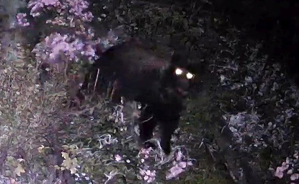Лесничие организовали слежку за осторожной медведицей на Сахалине