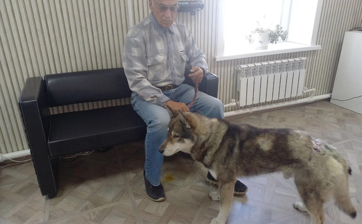 На Сахалине собака спасла хозяина от медведя, но попала в клинику с глубокими ранами