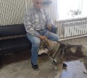 На Сахалине собака спасла хозяина от медведя, но попала в клинику с глубокими ранами