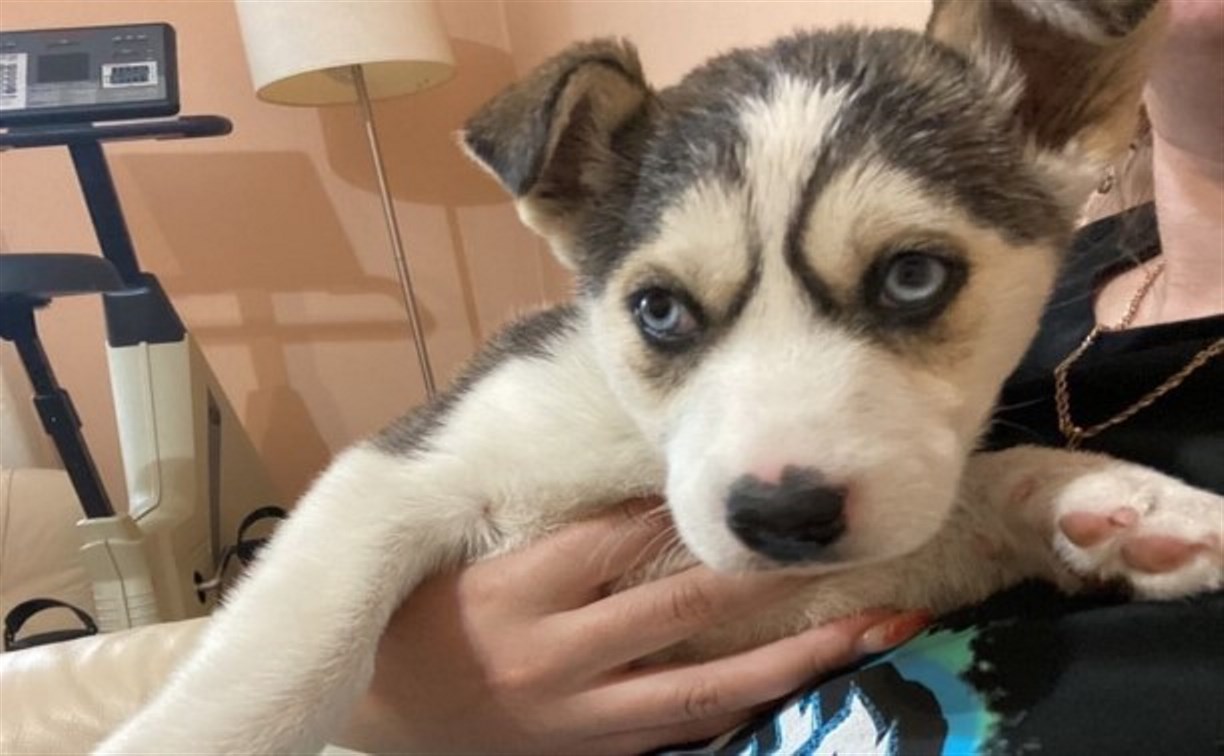 Породистого щенка бросили в лесу Корсаковского района из-за мутации