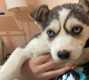 Породистого щенка бросили в лесу Корсаковского района из-за мутации