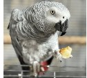 В Южно-Сахалинске разыскивают говорящего попугая, сбежавшего в районе птицефабрики