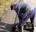 Полиция проверяет историю с собакой, которую сахалинцы загнали до смерти на автомобиле