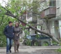 Упавшие во во время циклона деревья до сих пор усложняют жизнь жителям Южно-Сахалинска (ФОТО)