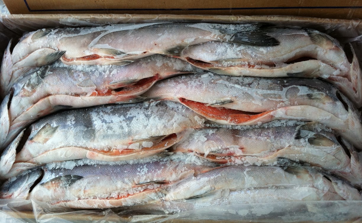 Рыбы на 300 млн рублей незаконно вывез бизнесмен с Сахалина в Японию 