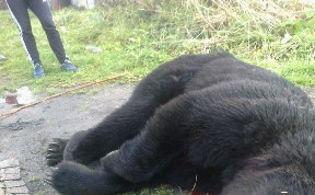 Прямо в центре села был застрелен медведь в Горнозаводске