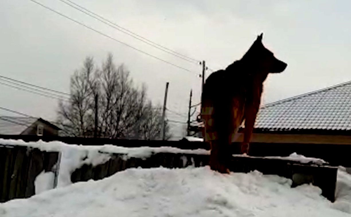 Сахалинский предприниматель заживо похоронил чужую овчарку в снегу