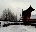 Сахалинский предприниматель заживо похоронил чужую овчарку в снегу
