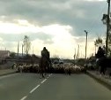 Овцы устраивают пробки на дорогах в Холмском районе