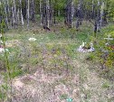 Кладбище домашних животных нашёл сахалинец в поронайском лесу 