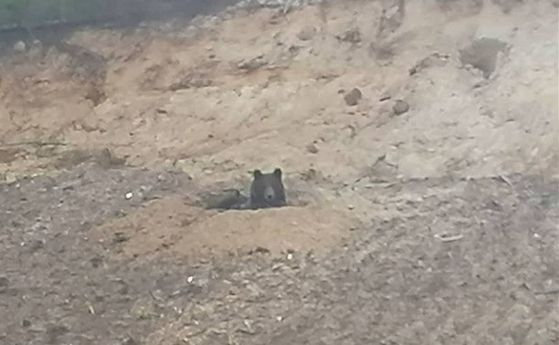 На Сахалине медведь дожидался людей в окопе