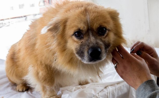 Случилось невероятное: сахалинцы нашли потерянную собаку спустя полтора года