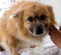 Случилось невероятное: сахалинцы нашли потерянную собаку спустя полтора года