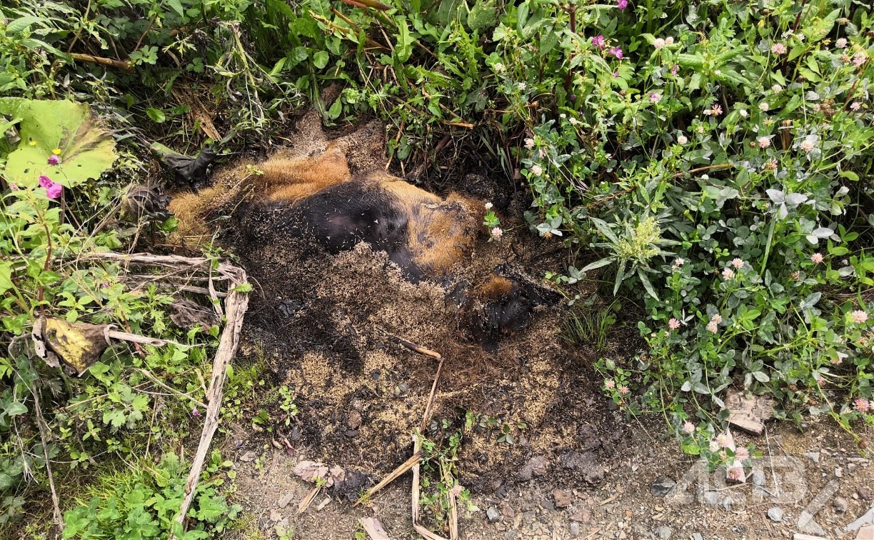 Мёртвая овчарка несколько дней разлагается у жилых домов в Южно-Сахалинске