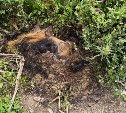 Мёртвая овчарка несколько дней разлагается у жилых домов в Южно-Сахалинске