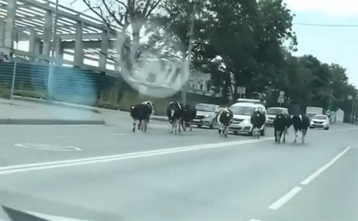 Коровы-нарушители гуляли по дороге в Южно-Сахалинске