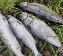 На Сахалине задержали браконьера, ловившего симу сетями
