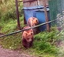 Медвежье нашествие в Курильске: звери устраивали пиршество на мусорных площадках