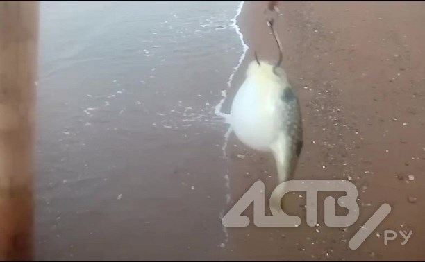Сахалинец на удочку поймал опасную рыбу размером с палец