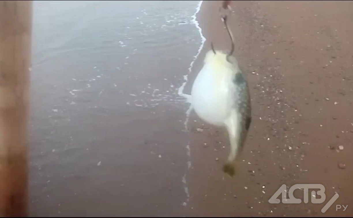 Сахалинец на удочку поймал опасную рыбу размером с палец