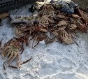 Двум браконьерам вынесли приговор за установку "своих крабовых порядков" в Татарском проливе 